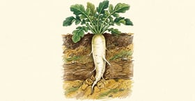 Cross-section of a tillage radish root extending 3 to 5 feet deep through a compacted brown soil layer