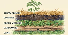 Cross-section diagram showing layers of sheet mulch from grass to cardboard to compost to straw mulch with a young tomato plant emerging at the top