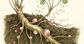 Cross-section of a clover root with visible pink and white nitrogen-fixing nodules and small gold particles representing nitrogen moving up to the leaves