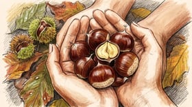 Cupped hands holding freshly gathered glossy mahogany chestnuts with one split open showing the pale cream kernel inside