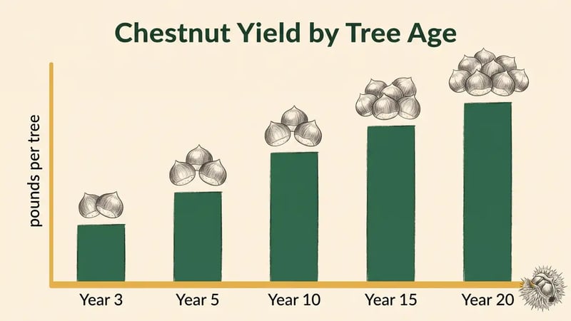 Infographic showing Chinese chestnut yield rising by tree age from year 3 through year 20 in pounds per tree
