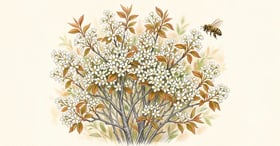 Serviceberry shrub in full white bloom, an early spring nectar source for native bees in a hedgerow planting