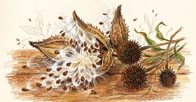 Split milkweed seed pods with silky floss and flat brown seeds spilling onto a wooden surface beside coneflower seed heads