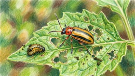 Three-lined potato beetle with black stripes feeding on a tomatillo leaf beside a dark larva and chewed holes