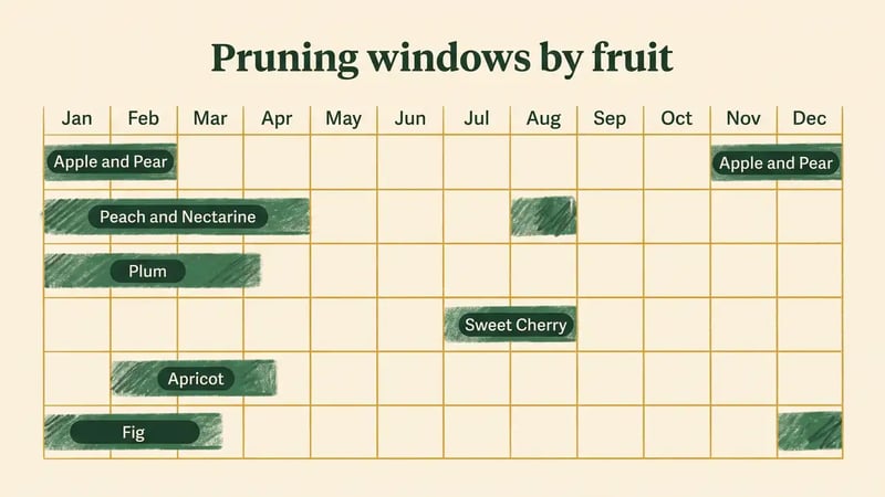 Hand-drawn calendar chart showing safe pruning windows across twelve months for apple, pear, peach, plum, cherry, apricot and fig