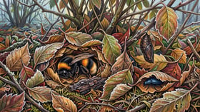 Sleeping bumble bee queen, moth chrysalis and beetle sheltering in undisturbed whole fall leaves under a shrub in frost