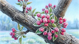 Apple branch at pink bud stage in early spring with frost crystals along the bud scales in cold morning light
