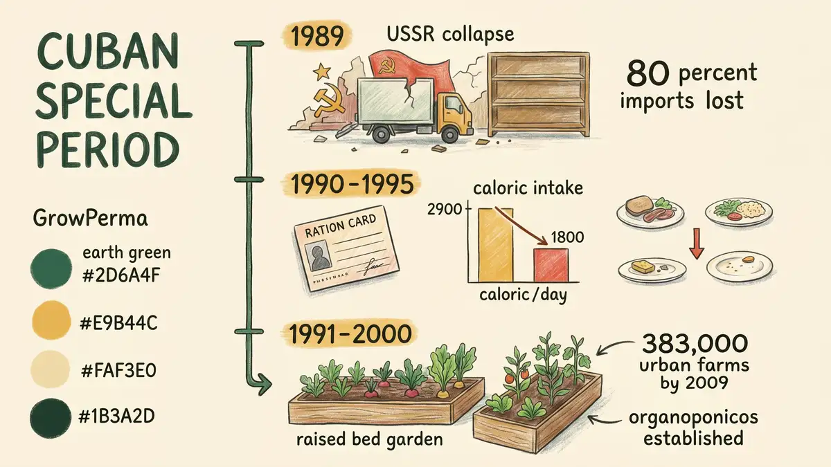 Pencil-crayon infographic timeline of the Cuban Special Period showing the 1989 USSR collapse, food rationing in 1990-1995, and the rise of organoponicos through 2009