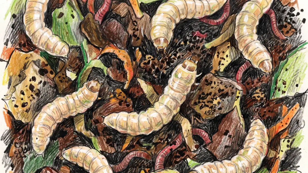 Pencil-crayon extreme close-up of pale segmented black soldier fly larvae feeding through dark food scraps and coffee grounds