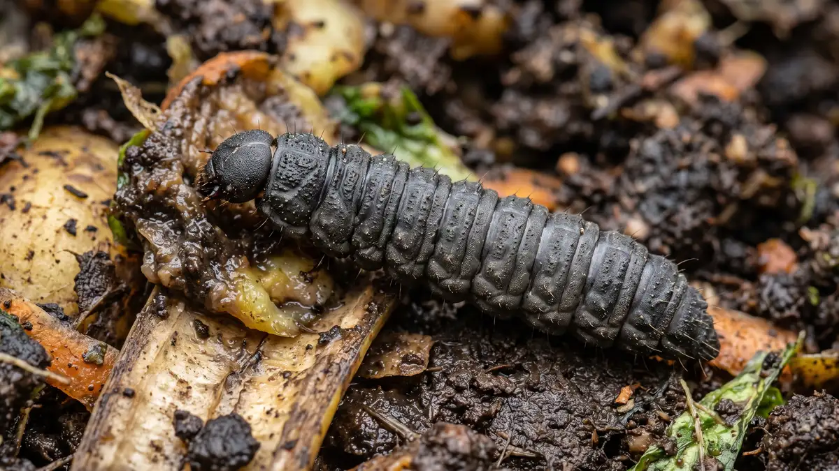Close-up of a flat segmented dark grey black soldier fly larva on decomposing vegetable matter in damp brown compost