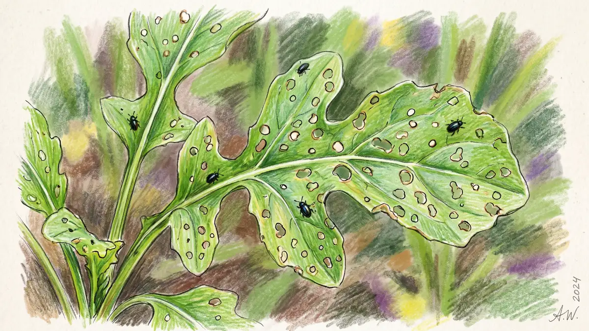 Arugula leaves showing characteristic flea beetle shot-hole damage with small round holes punched through the leaf blades