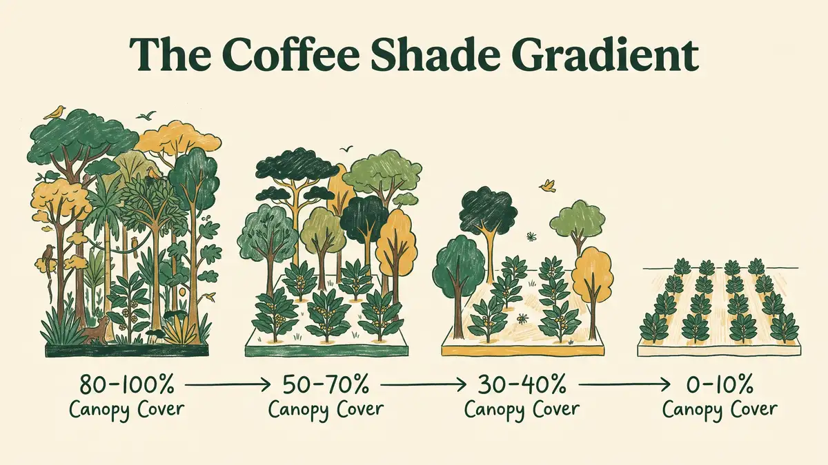 Hand drawn infographic of the coffee shade gradient showing four field diagrams from dense multi-layer canopy to bare open field with canopy percentages