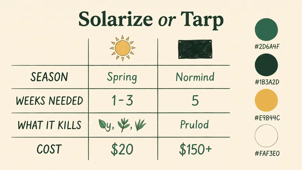 Hand drawn infographic comparing solarization and tarping across season, weeks needed, what each kills and cost per bed