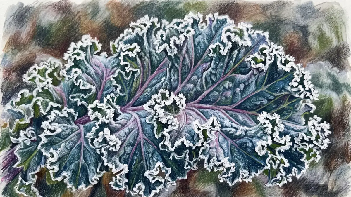Close-up of a single curly kale leaf edged with white frost crystals along its ruffled margins and deep veins