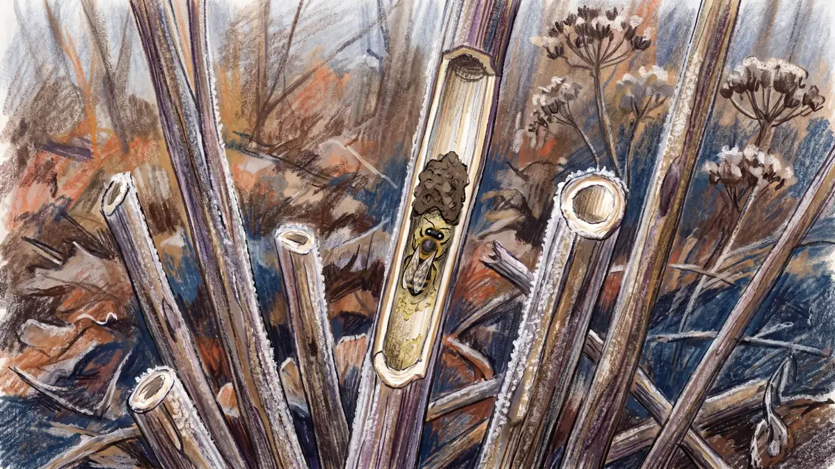 Hollow cut plant stems standing in a frosty winter border with one stem opened to show a solitary bee sealed inside a mud-capped cell