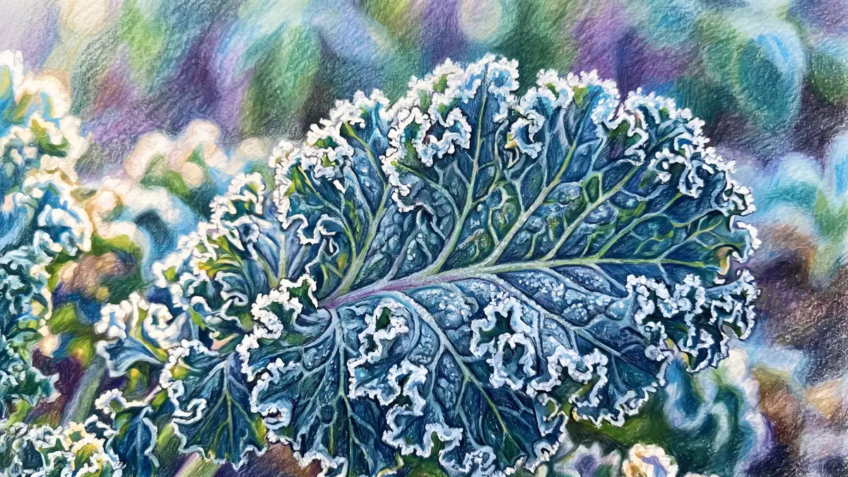 Close-up of a frosted curly kale leaf with ice crystals along the ruffled edges and veins in morning light